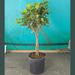American Plant Exchange Live Ficus Maclome w/ Braided Trunk, 3-Gallon Nursery Pot in Black | 24 H x 10 D in | Wayfair FICUSMOCLAMES02