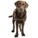 Sheet - Chocolate Labrador Retriever- Dog Breed - Edible Cake/Cupcake Topper