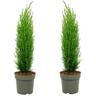 Plant In A Box - Cupressus sempervirens Totem - Set de 2 - Cyprès - Pot 19cm - Hauteur 60-80cm