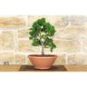 Pollice Verde - Pre bonsai di Cipresso giapponese - Chamaecyparis Obtusa Nana - -