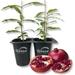 Pomegranate Tree Variety Pack - 2 Live Tissue Culture Starter Plants - Edible Fruit Bearing Tree for The Patio and Garden