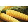 Golden Queen Sweet Corn Hybrid Sweet Corn Yellow Corn NON GMO Sweet Corn 1/2 Pound