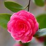 Pépinières Naudet - Camélia du Japon 'Madame Lebois' (Camellia japonica Madame Lebois)