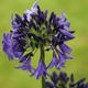 Agapanthus 'Northern Star' (PBR) | African Lily |