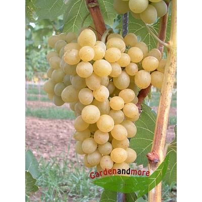 Goldgelbe Wein Traube Suzi lecker und robust 140-160 cm