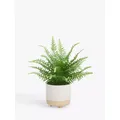 John Lewis Artificial Fern Bush in Ceramic Pot