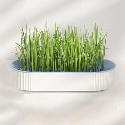 New Hydroponic Cat Grass Box Cat Snack Cat Mint Hydroponic Soilless Planting Cat Grass Pot Set Cat Grass Box