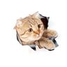 3D Car Stickers Decal Sticker For Truck Car Car Stickers Cartoon Door Stickers Car Tail Stickers Animal Cartoon Stickers 3D three-Dimensional Cute Car Stickers Body Cover Realistic Kitten Sticker