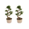 Plant in a Box S-Shape Ginseng Baum - Ficus microcarpa Ginseng 2er Set Höhe 55-65cm