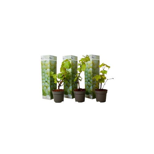 Plant in a Box Chardonnay-Rebe - Vitis vinifera Chardonnay 3er Set Höhe 25-40cm