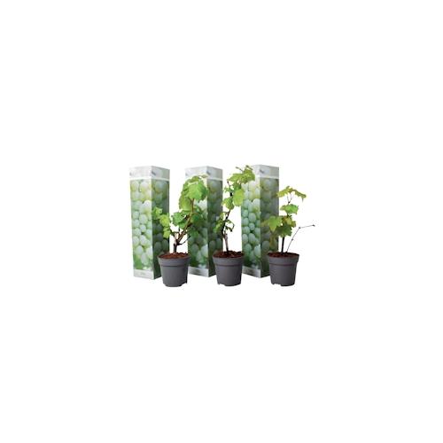 Plant in a Box Chardonnay-Rebe - Vitis vinifera Chardonnay 3er Set Höhe 25-40cm