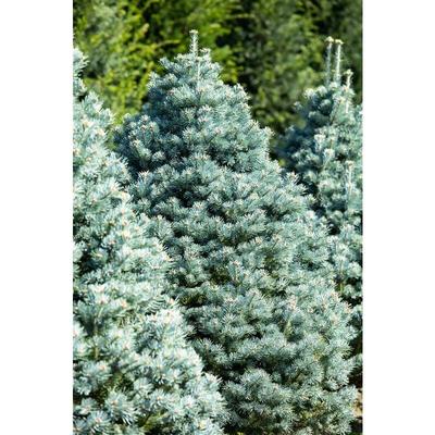 Zwerg-Korktanne 'Compacta' Abies lasiocarpa 'Compacta' c 4 30- 40 Image
