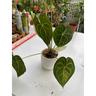 Vivaio Garden Forest - Anthurium clarinervium h 40cm foto reali pianta rara da interno