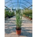 Mediterraneo Garden - Panicum