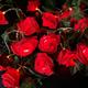 Guirlande lumineuse LED en rotin avec fleur de rose 1,5 m10 LED/3 m20 - Guirlande lumineuse d'ambiance pour maison, chambre à coucher, fête, vacances, mariage, patio, cour, décoration, cadeau