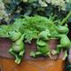 3 teile/satz niedliche froschfiguren hängende tierstatue, harztopf hängende kletterfrosch skulptur outdoor statuen ornamente dekor für blumentopf/zaun, hof kunstfiguren für terrasse rasenhaus