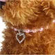 Fashion Pet Puppy Dog Cat Piggy Pearl Necklace Pet Accessories Love PendantPets Dogs Cats Collar &