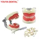 Kids Dental Model Teeth Gums Jaw Model With Removable Tooth Child Typodont Teeth Model For Dental