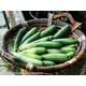 Vegetable - COURGETTE - Astra Polka - 40 seeds - High yielding - Zucchini Cucurbita Pepo