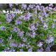 BLUE WOODRUFF - 400 seeds - Asperula orientalis -charming annual flower