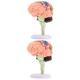 BESTonZON 2pcs Brain Structure Model Models Brain Anatomy Model Teaching Model Classroom Study Display Model Brain Model for Neuroscience Brain Model for Kids Toy Puzzle 4d Pvc