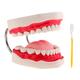 Dental Model with 6X Magnification and Toothbrush Set
