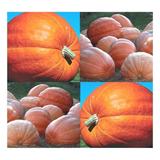 100 x Dill s Atlantic Giant Pumpkin Seeds - Record Breaking at 1689 LB competitions - by MOWENTA