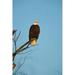 Bald Eagle Vancouver British Columbia Canada Poster Print by Rick a Brown - 18 x 26 in.