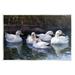 Stupell Industries Az-070-Framed Five Ducks In Pond by Ziwei Li Canvas in Gray | 13 H x 19 W x 0.5 D in | Wayfair az-070_wd_13x19