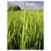 Timothy Grass Seed (Climax) - 1 Pound - Jaxnfuro