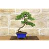 Bonsai di Ginepro Procumbens (13)