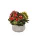 Kalanchoe Flower Bushes Red Yellow Pink in Stone Round Pot