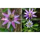 Various Varieties Passion Flower Collection Potted Plants, Lavender Lady,One