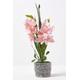 Pink Orchid 58 cm Cymbidium in Cement Pot Extra Large, 2 Stems