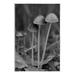 Stupell Industries Forest Mushroom On MDF by Lil' Rue Print in Gray | 15 H x 10 W x 0.5 D in | Wayfair bb-072_wd_10x15