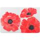 1001kdo - Set de table transparent 28 x 44 cm Coquelicot