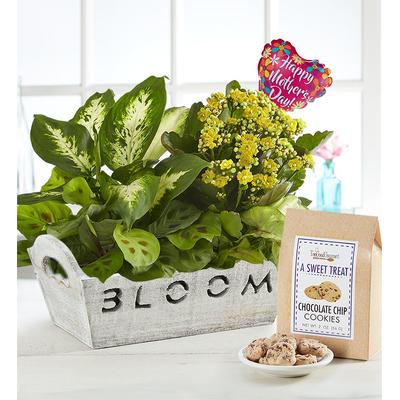 1-800-Flowers Seasonal Gift Delivery Bloom Dish Garden W/ Mother's Day Balloon & Cookies
