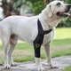 Attelle de jambe de chien pour la récupération des blessures articulaires protecteur des jambes