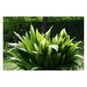 Peragashop - 1 pianta di aspidistra elatior vaso 15CM