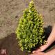 Picea glauca 'Biesenthaler Fruhling'