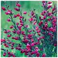 Red Broom Cytisus X Boskoopii Boskoop Ruby Plant In 2L Pot, Stunning Flowers 3Fatpigs