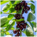 Hedelfinger Cherry Tree 4-5Ft Tall, Ready To Fruit, Juicy & Sweet Dark Cherries 3Fatpigs