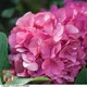 Thompson & Morgan Hydrangea Macrophylla King George V 3.6 Litre Potted Plant X 1