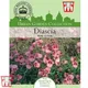 Thompson & Morgan Diascia Barberae Rose Queen 1 Seed Packet (80 Seeds)