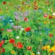 Pegdev - Pdl 8G English Meadow Wildflower Seed Mix Colour Boost For Vibrant Gardens & Plant Beds - Attracts Bees And Butterflies