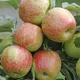 You Garden 1 X Braeburn Apple Patio Fruit Tree Bare Root 1.2M Tall Supplied As A Bare Root Fruit Trees For Gardens Grow Your Own Fruit