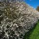 You Garden Blackthorn Hedge Prunus Spinosa Set Of 50 Bare Root Hedges, 90-120Cm Tall