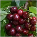 Burlat Cherry Tree 4-5Ft, Dark Red, Sweet & Juicy Cherries,ready To Fruit 3Fatpigs