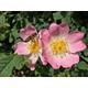 10 x 3-4ft Dog Rose (Rosa Canina) Field Grown Bare Root Hedging Plants Tree Whip Sapling