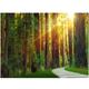 Cool Wallpapers Beam Forest Landscape Wallpaper Wall Mural Roll Sticker Peel and Stick Removable PVC/Vinyl Material Self Adhesive/Adhesive Required Wall Decor for Living Room Kitchen Bathroom